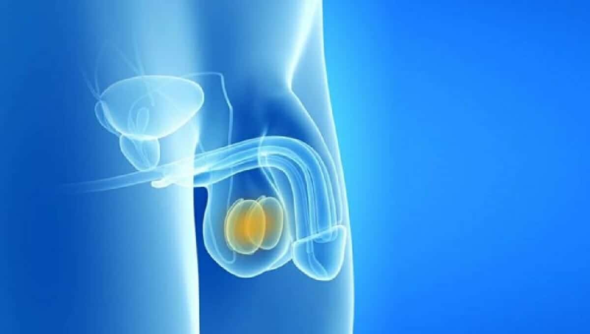 أمراض تصيب الخصيتين