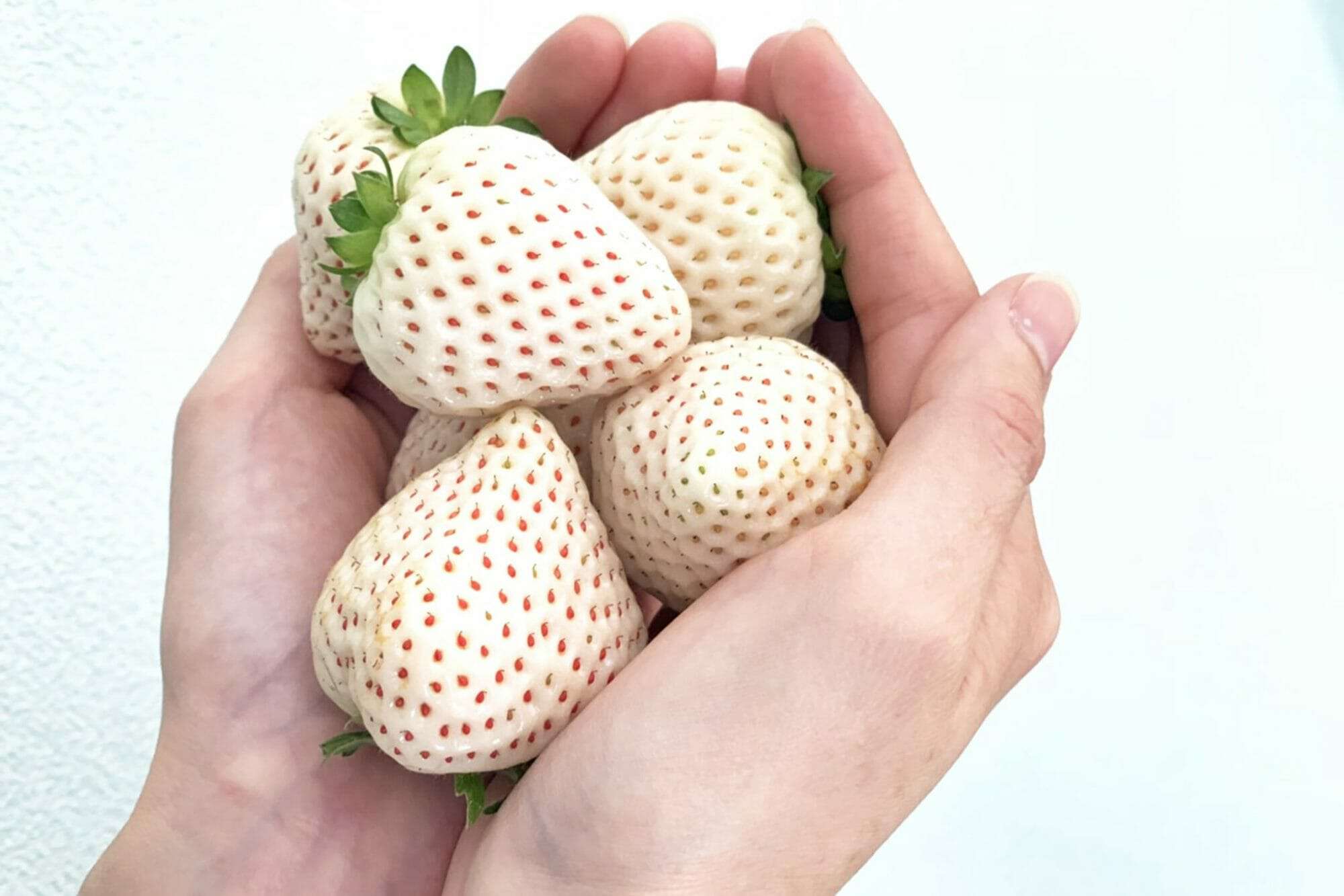 الفراولة البيضاء