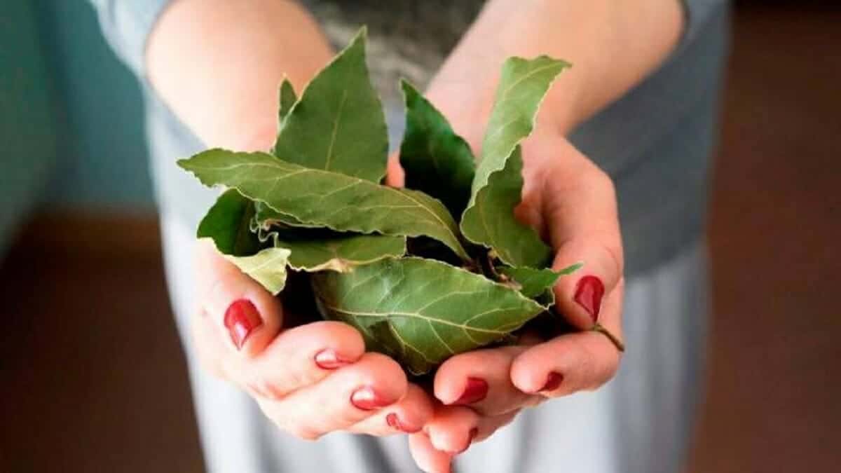 فوائد ورق الغار