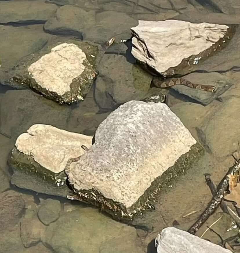  الثعابين المائية في صورة الوهم البصري