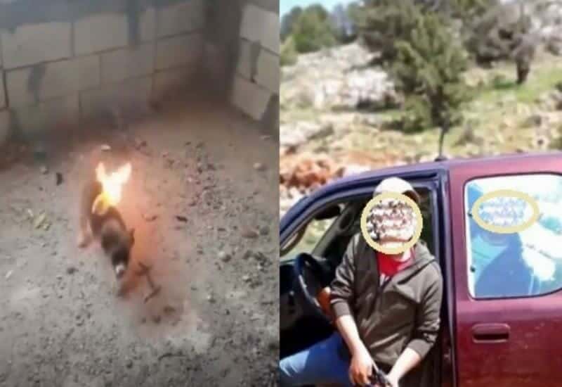 حرق جرو حيا