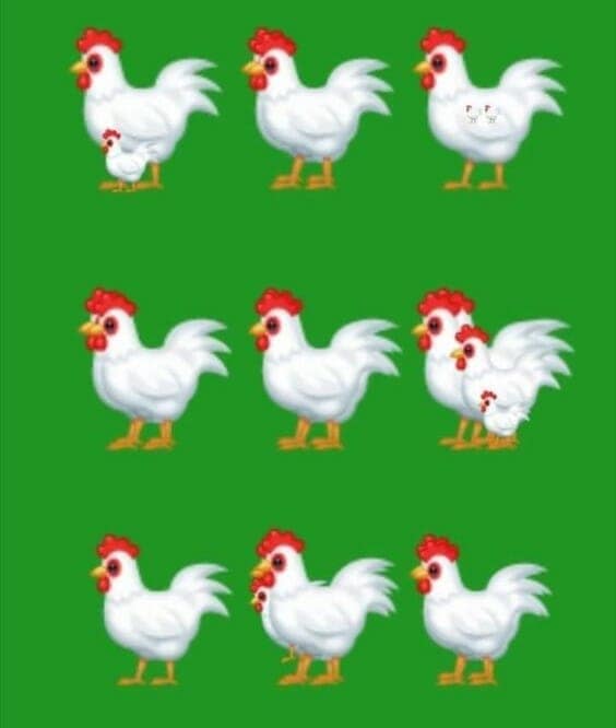 اكتشف عدد الدجاجات