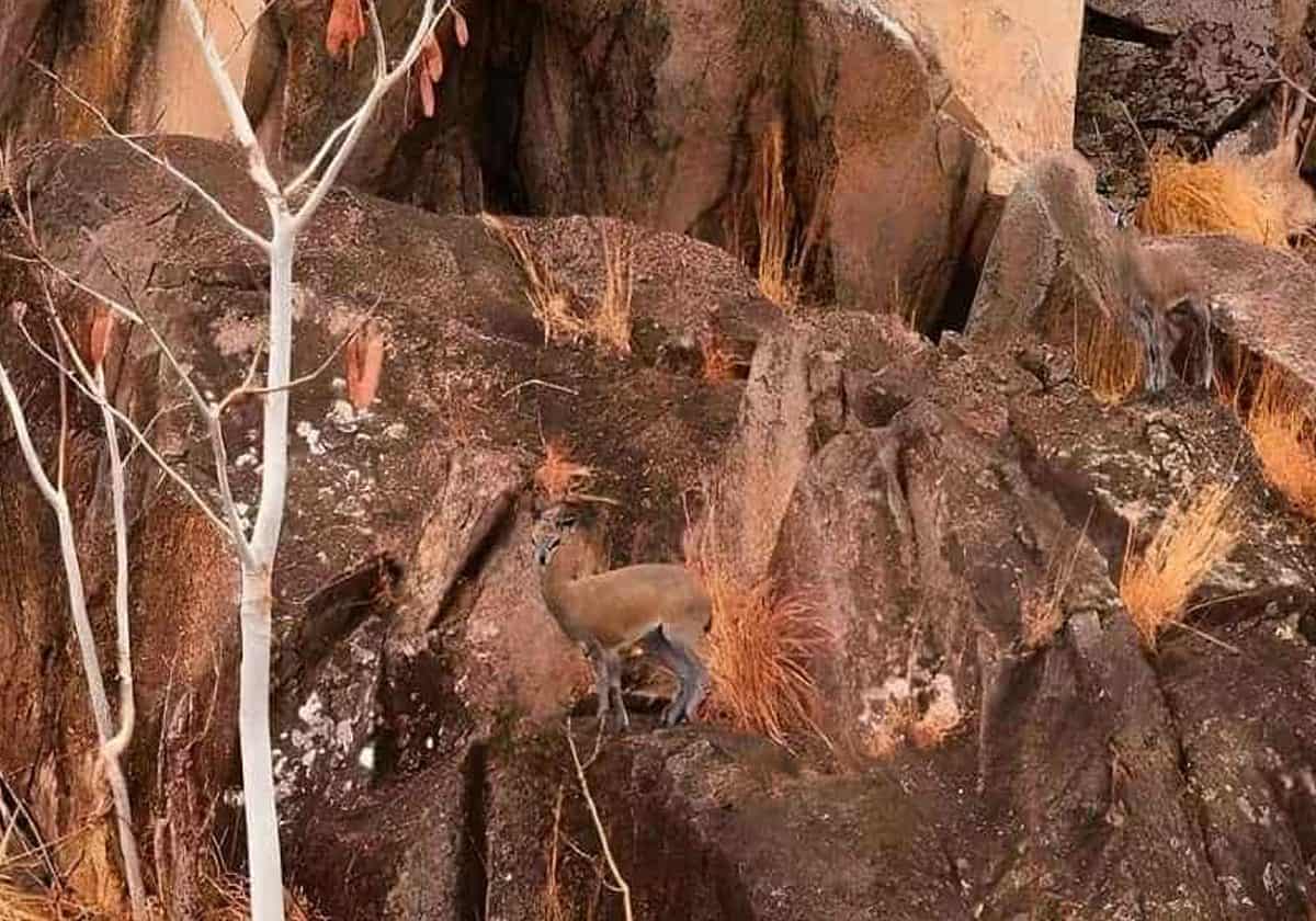 ظبيان في الصورة عليك اكتشافهما في 5 ثوان