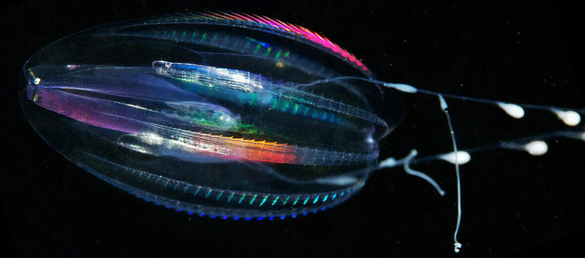 Ctenophores أقدم حيوان على الأرض