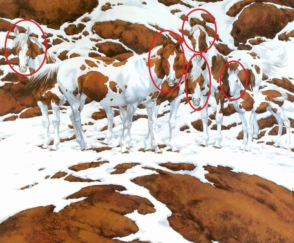 اكتشاف الخيول في الصورة