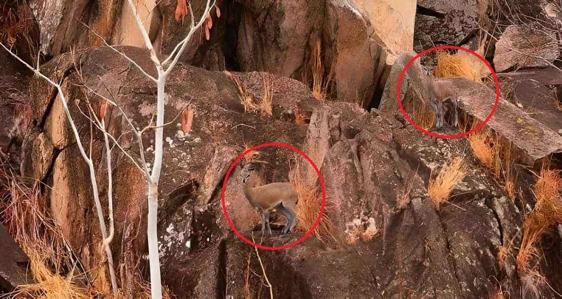 تتساءل أين توجد الظباء؟