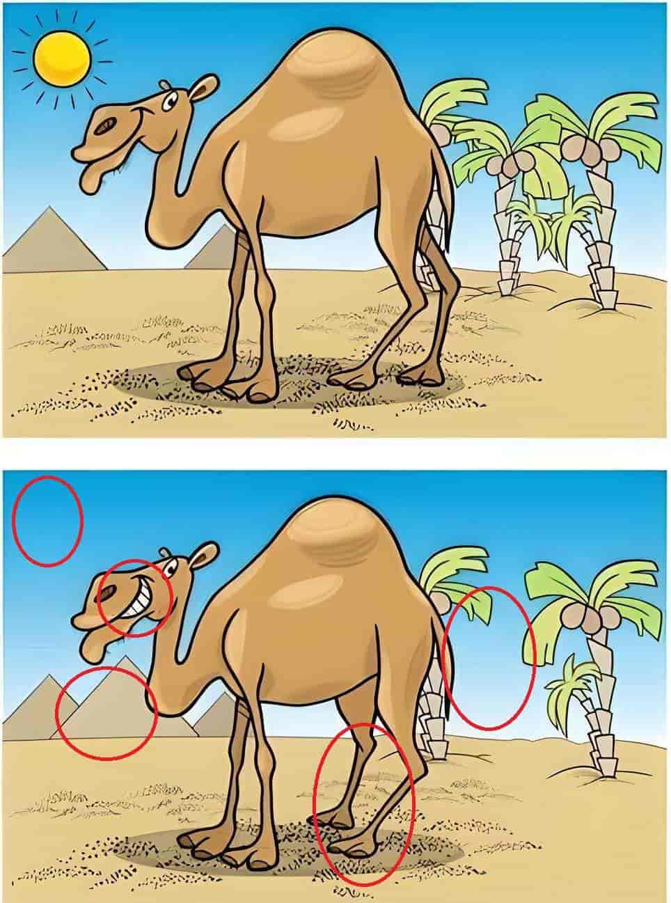 5 اختلافات بين صورتي الجمل