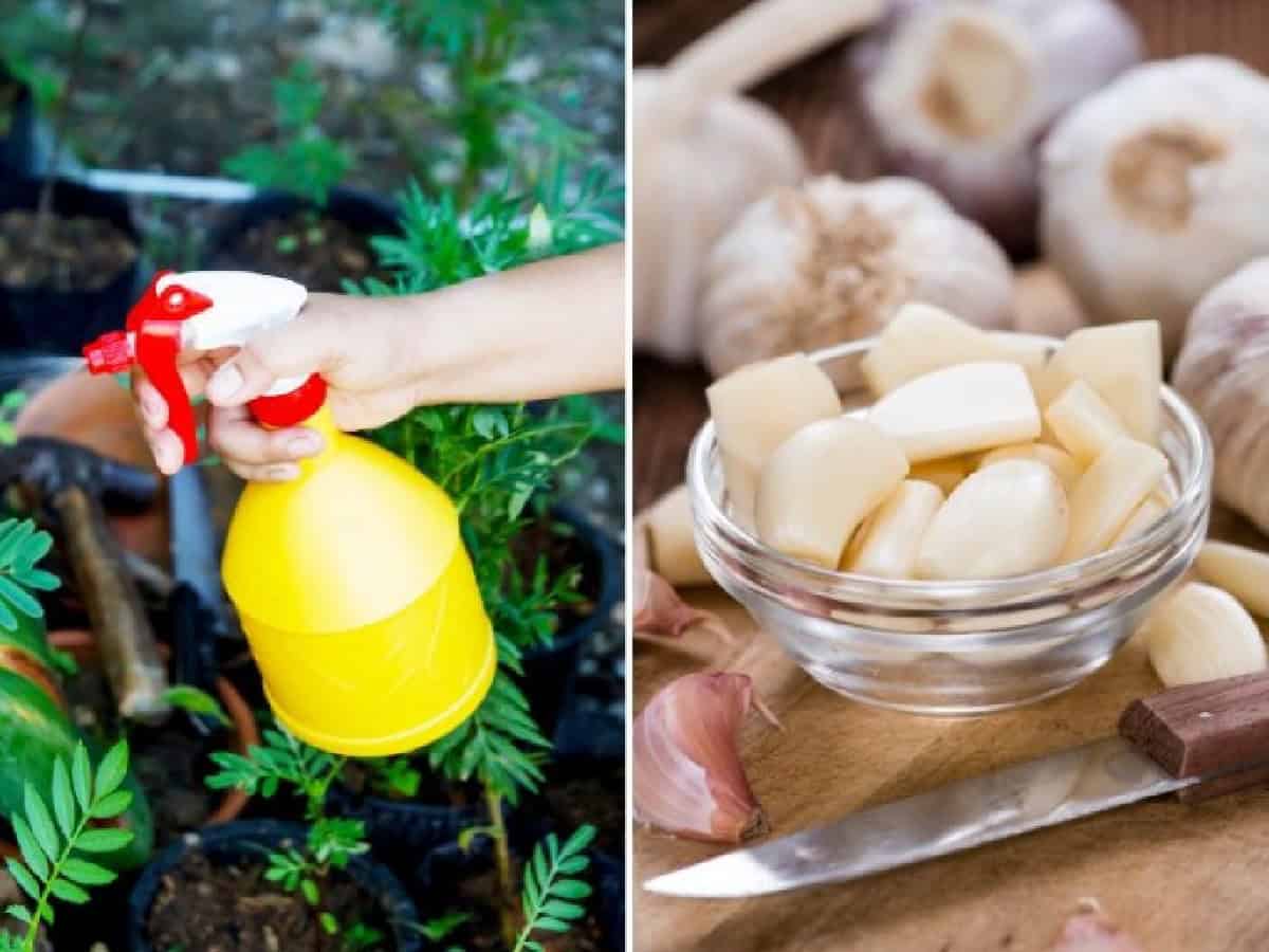 الثوم مبيد حشرات طبيعي