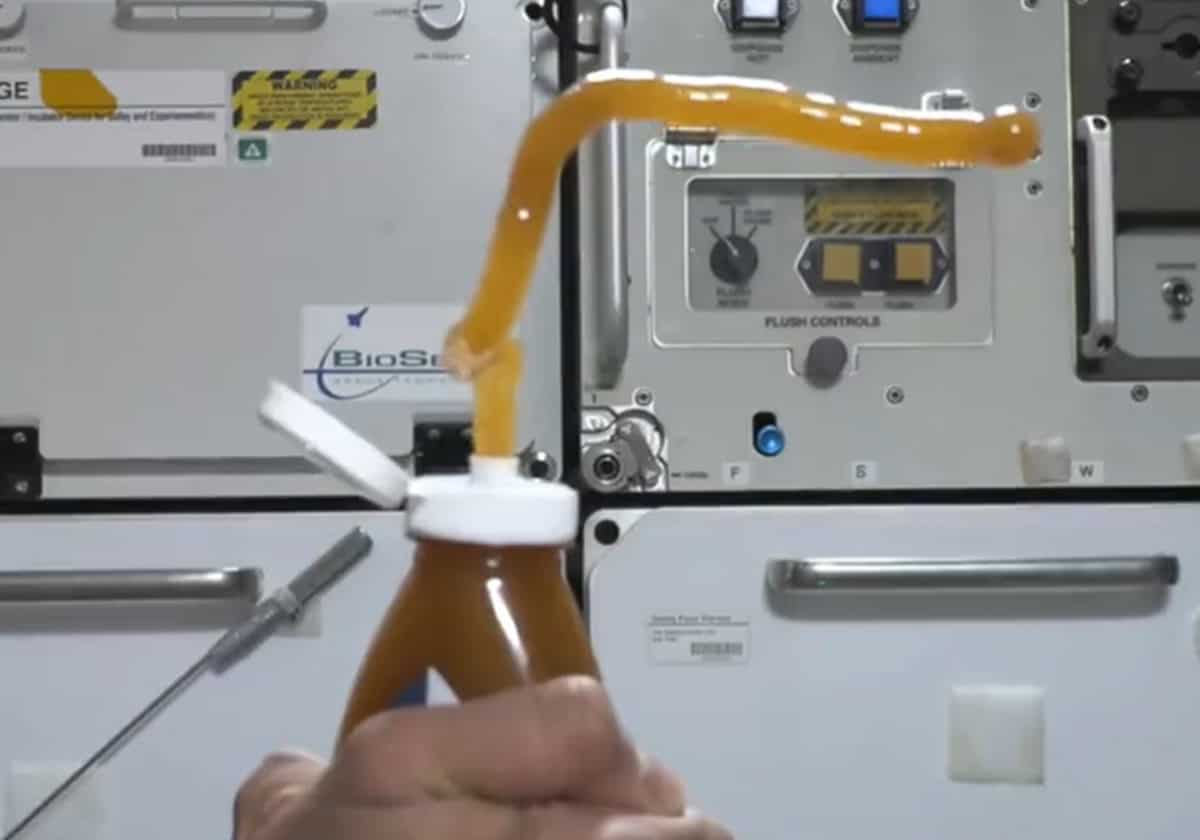 من الفضاء.. هكذا احتفل سلطان النيادي باليوم العالمي للنحل (فيديو) سلطان النيادي واليوم العالمي للنحل watanserb.com