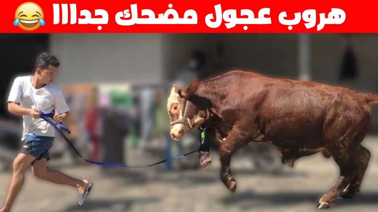 هروب عجول العيد 2023