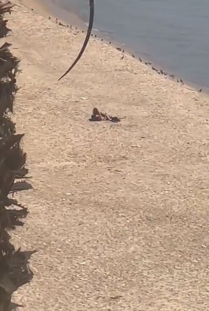 فيديو شاطئ الرملة البيضا