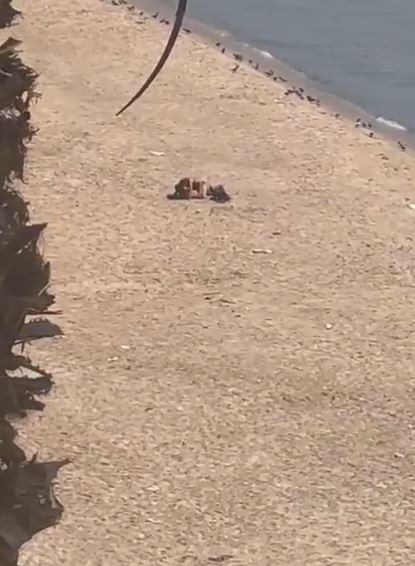 فيديو شاطئ الرملة البيضا