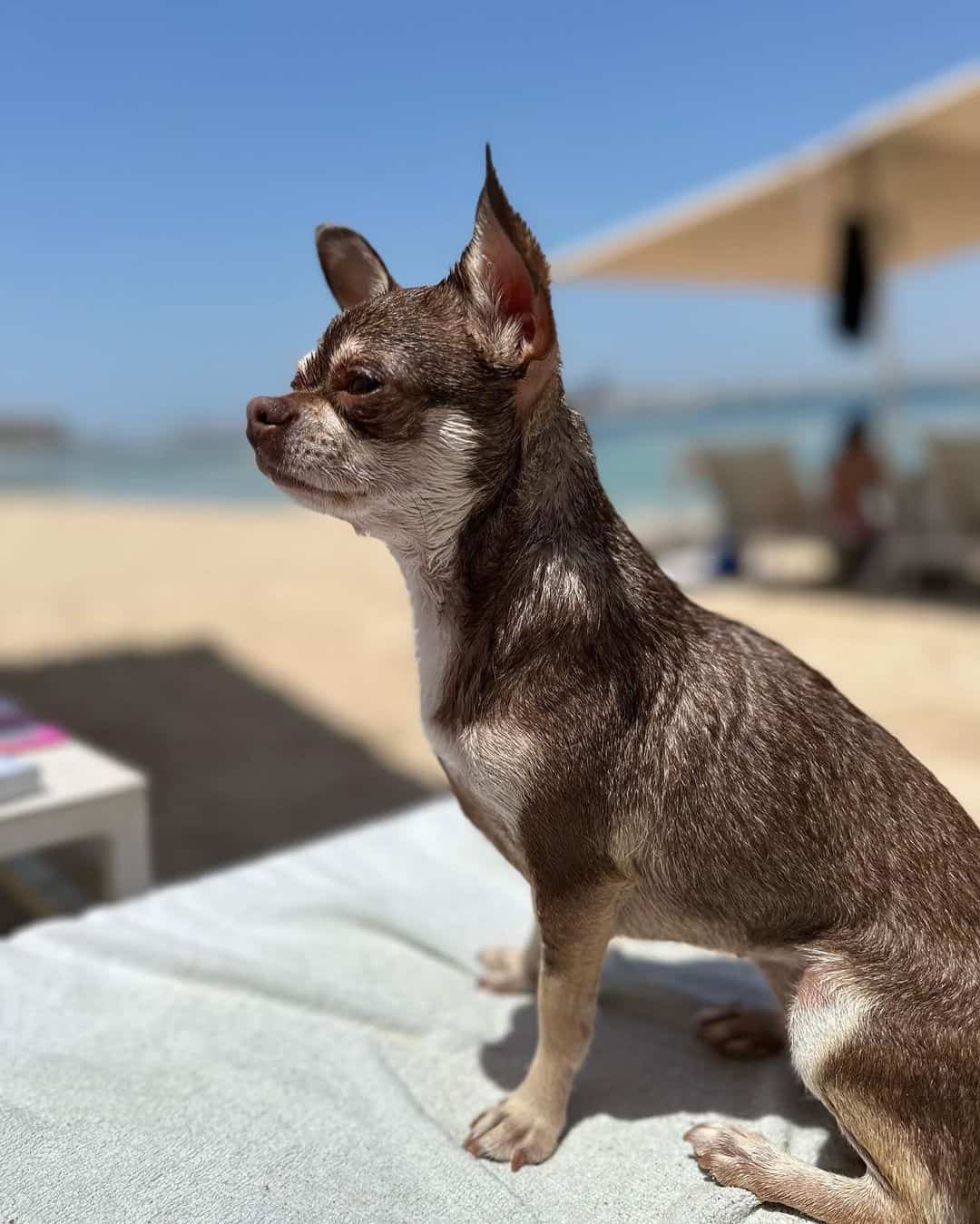 صورة لغلاف كتاب عبارة عن أيدي على وشك التشابك، وصورة لعصفور على شرفتها، ولقطة لكلبها