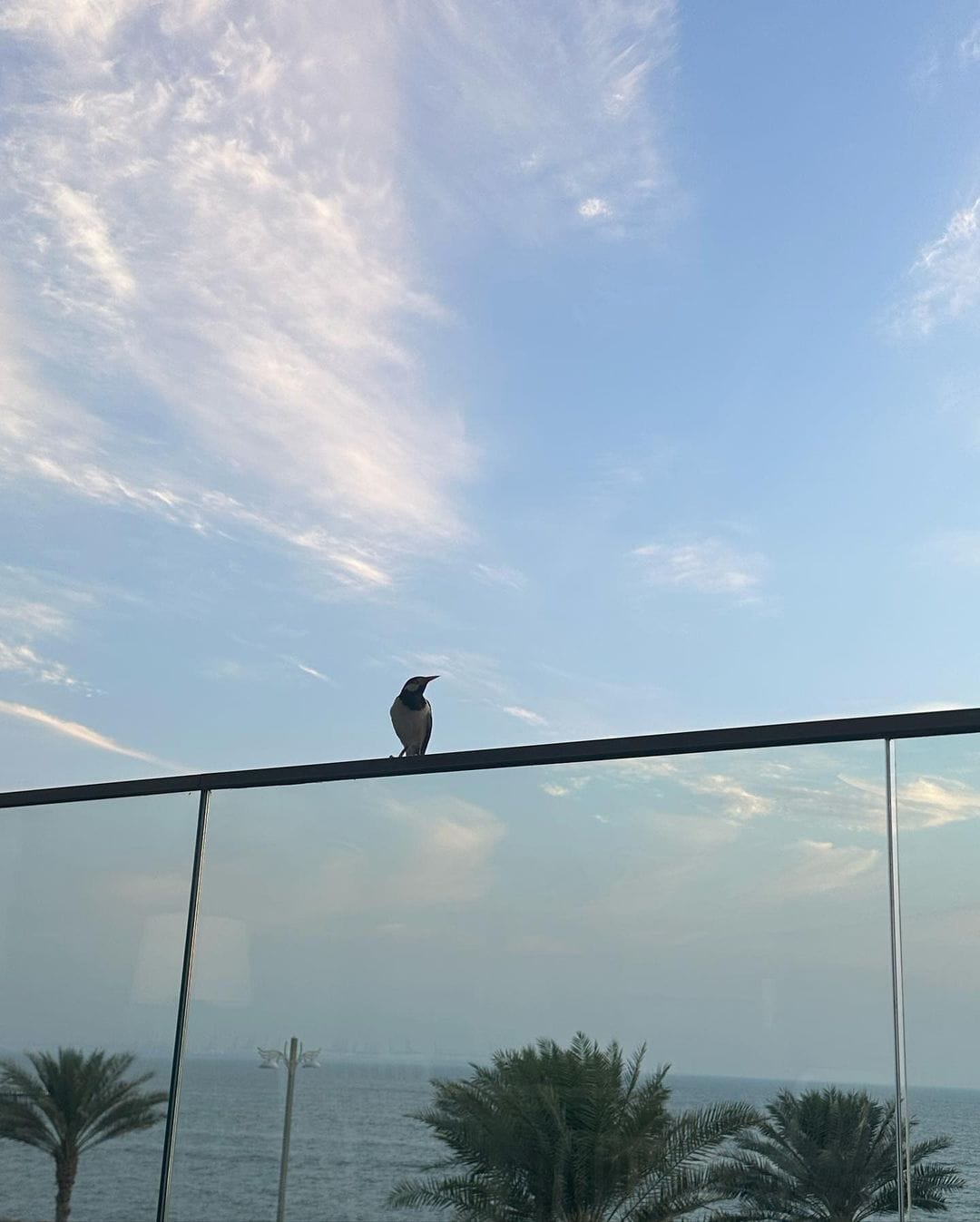 صورة لغلاف كتاب عبارة عن أيدي على وشك التشابك، وصورة لعصفور على شرفتها، ولقطة لكلبها