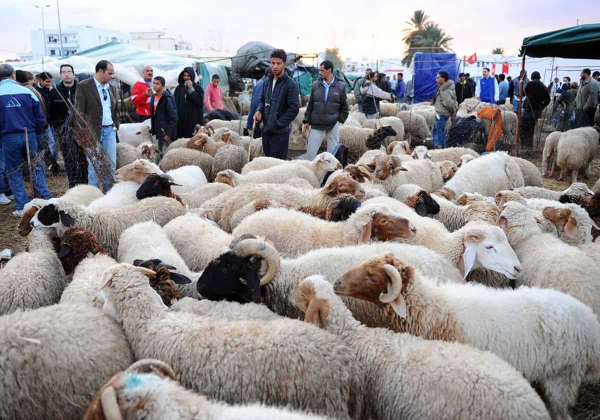 شروط ذبح الأضحية يوم العيد