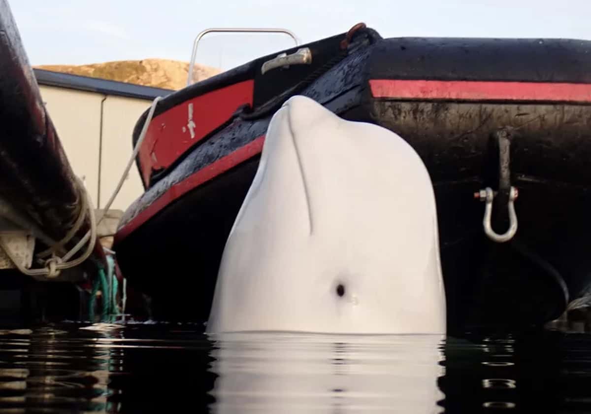 الحوت هفالديمير