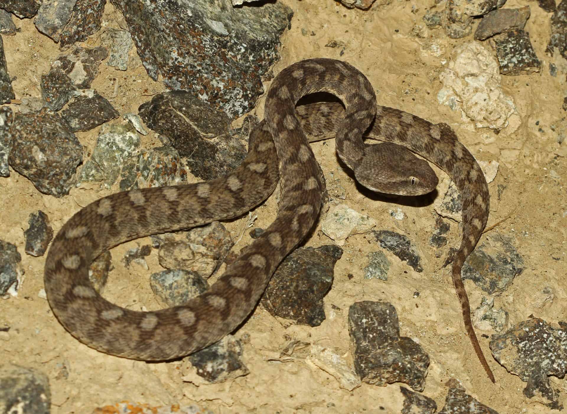 أفاعي سلطنة عمان