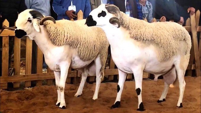 خراف الصردي