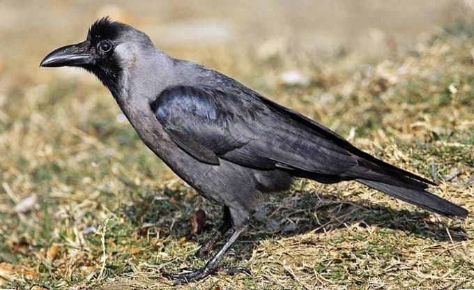 الطيور الغازية