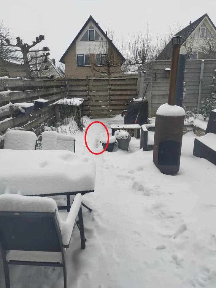 قطة مختبئة على أصحاب النظر الحاد 