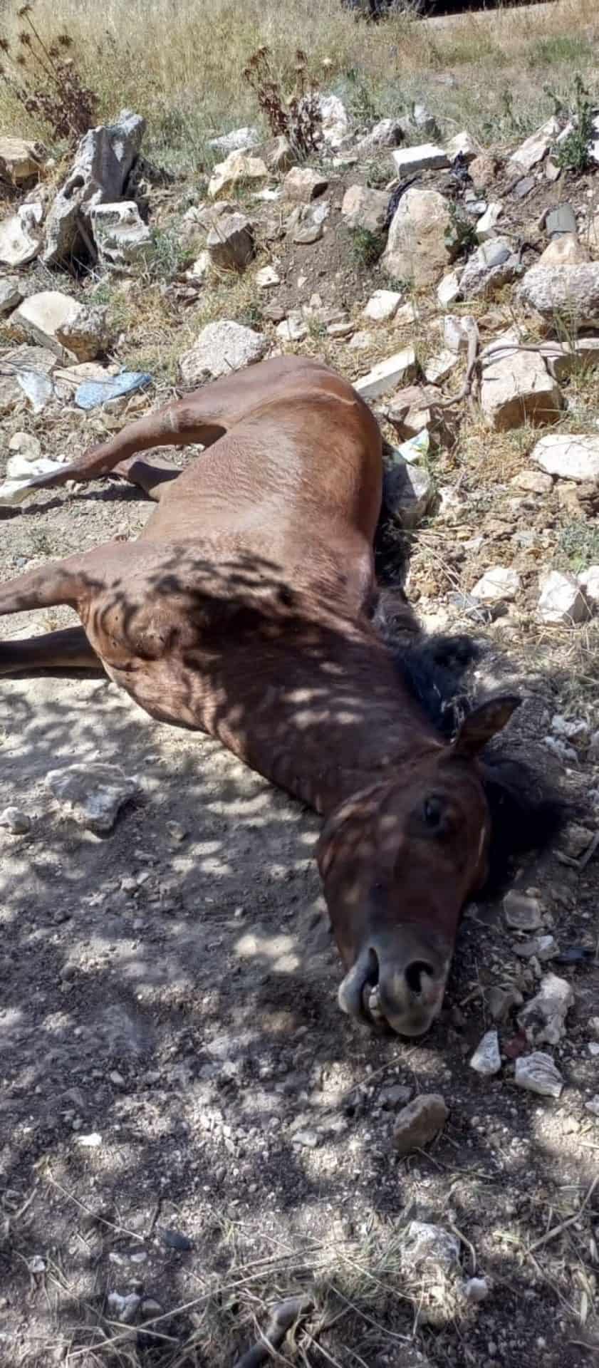 قطع رأس حصان في الأردن