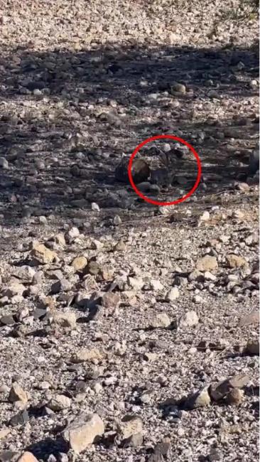 رصد الأرنب المختبئ في الصورة