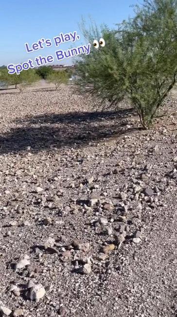 رصد الأرنب المختبئ في الصورة