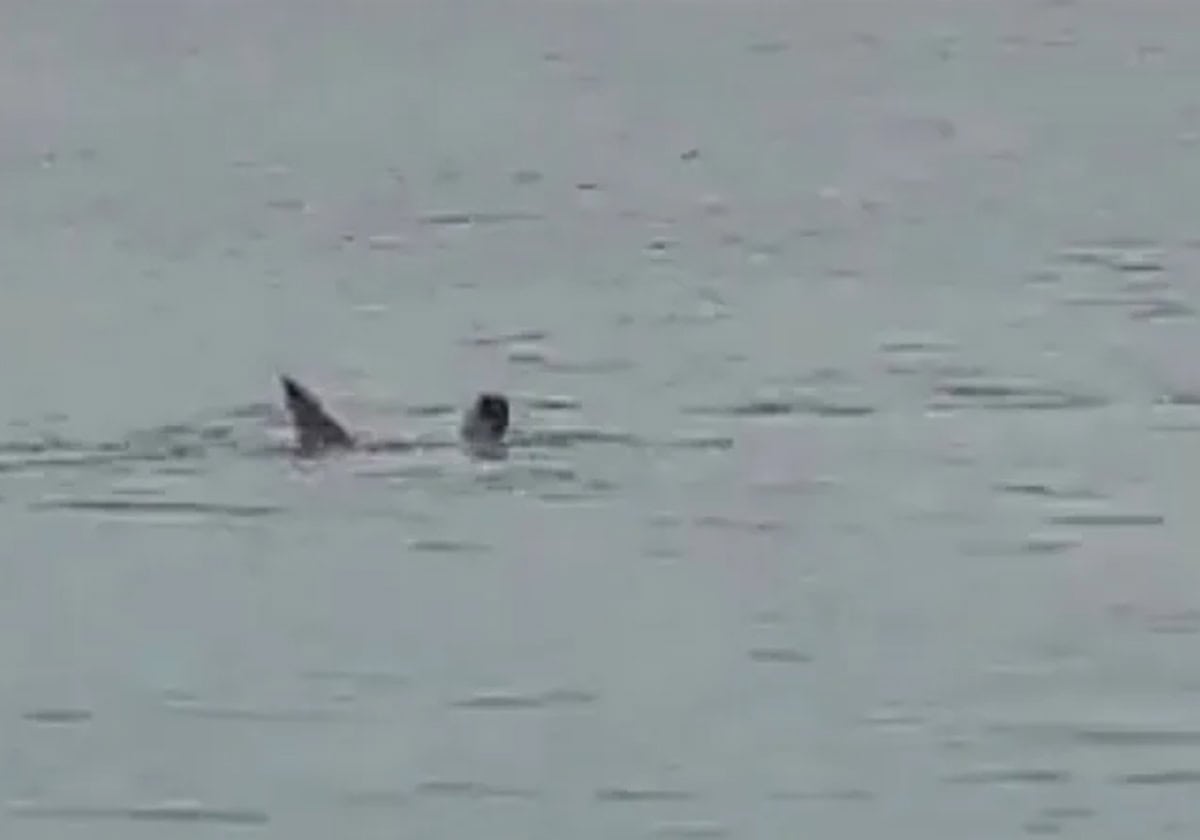 قرش الغردقة