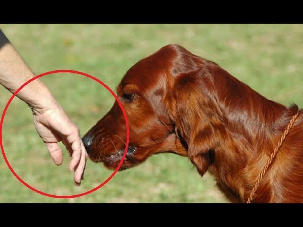 الكلاب تستطيع اكتشاف الأشخاص ذوو الطباع الشريرة