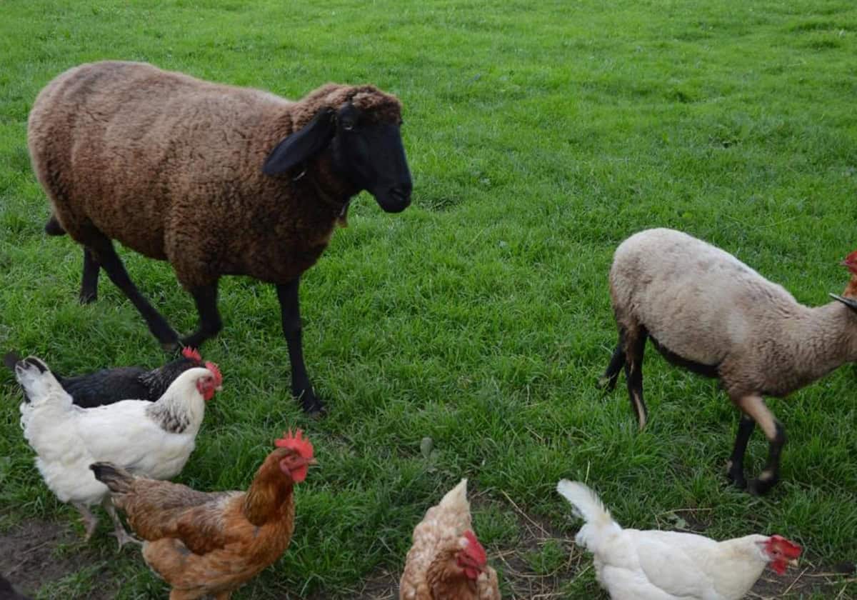 الأضحية بـ”الدجاج” وأنواع الطيور جائزة عند الهلالي.. فتوى فجرت جدلا الأضحية بـ"الدجاج" وأنواع الطيور جائزة عند الهلالي.. فتوى فجرت جدلا