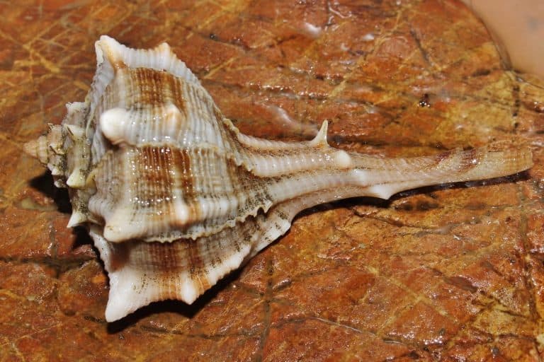 حلزون البحر