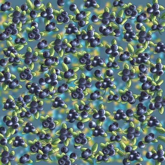 اوجد النلمة بين التوت البري