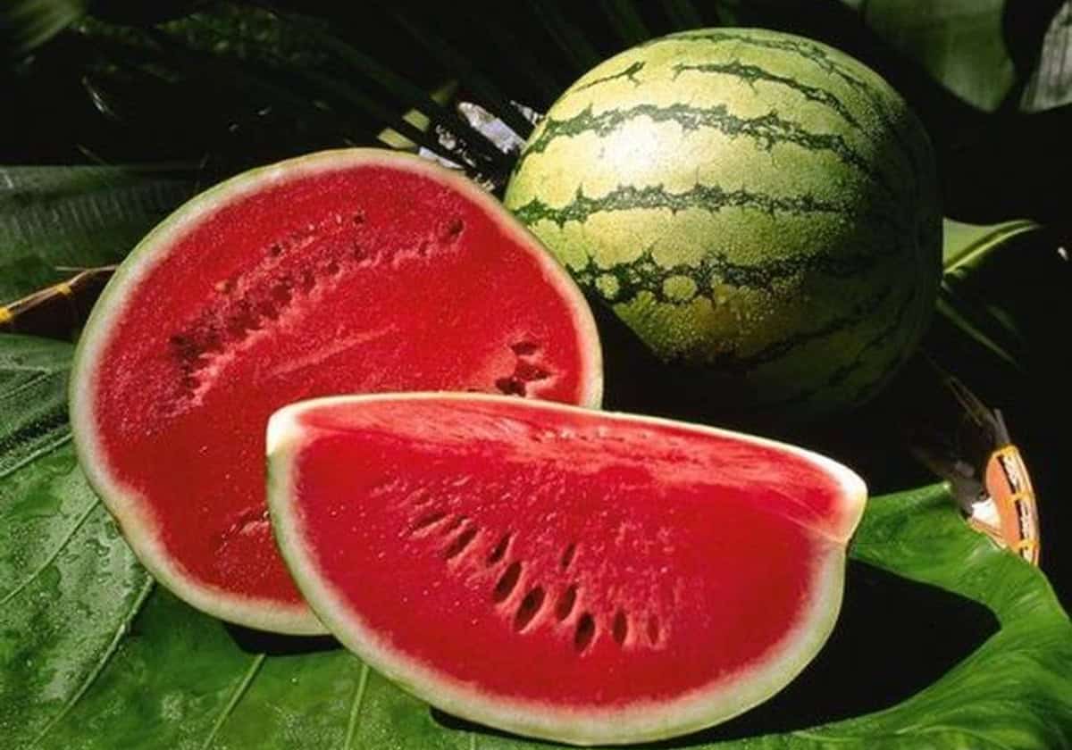 البطيخ: الفياجرا الطبيعية – الدكتور جمال شعبان يكشف الفوائد الصحية الخفية لهذه الفاكهة الصيفية "فياغرا البطيخ" الخارقة.. طبيب شهير يكشف سرها: تكمن في هذا الجزء تحديدا