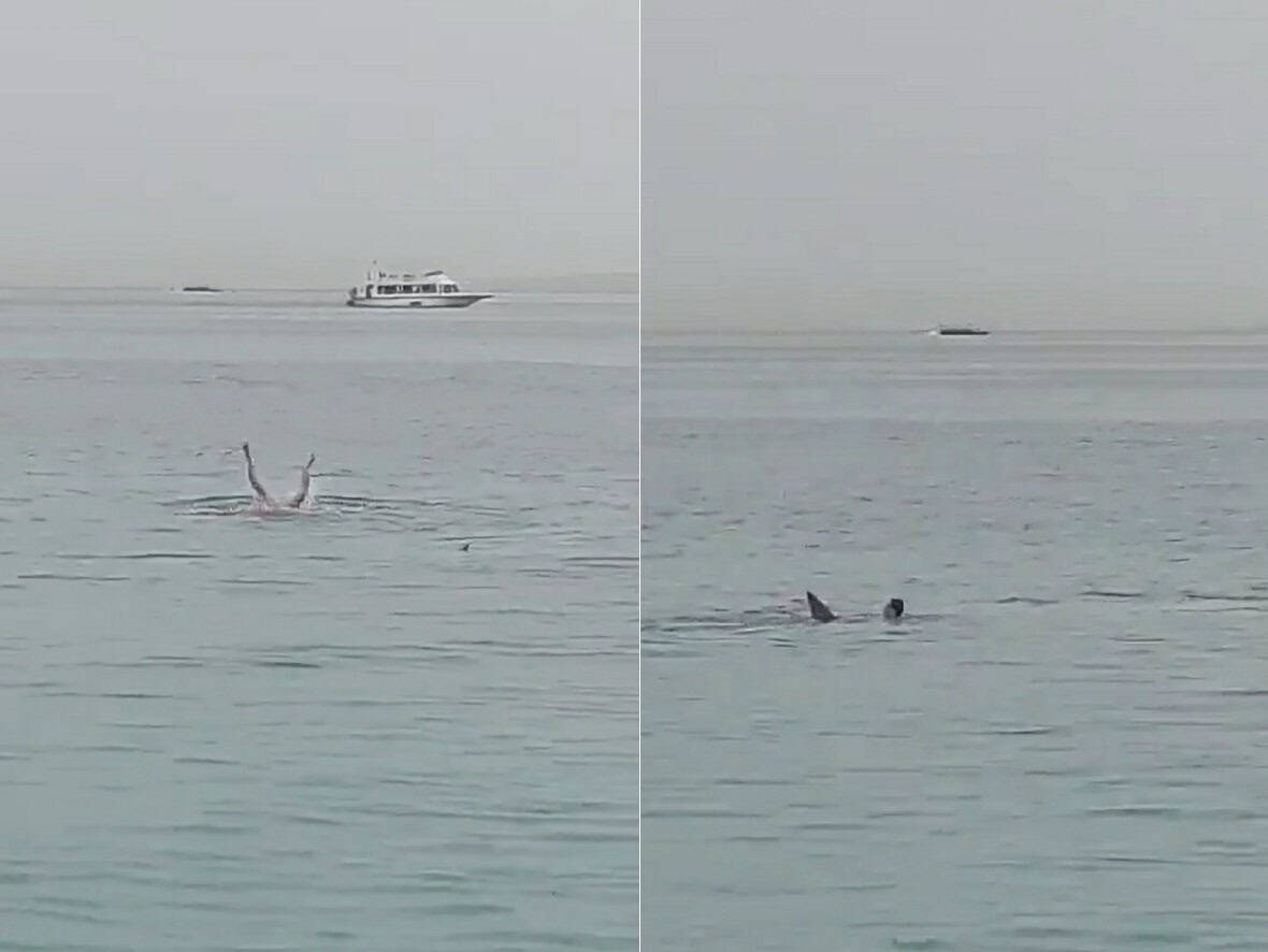 مزقه بالبطيء.. فيديو يخلع القلب لـ قرش يفتك بسائح في الغردقة قرش يفترس سائح في الغردقة