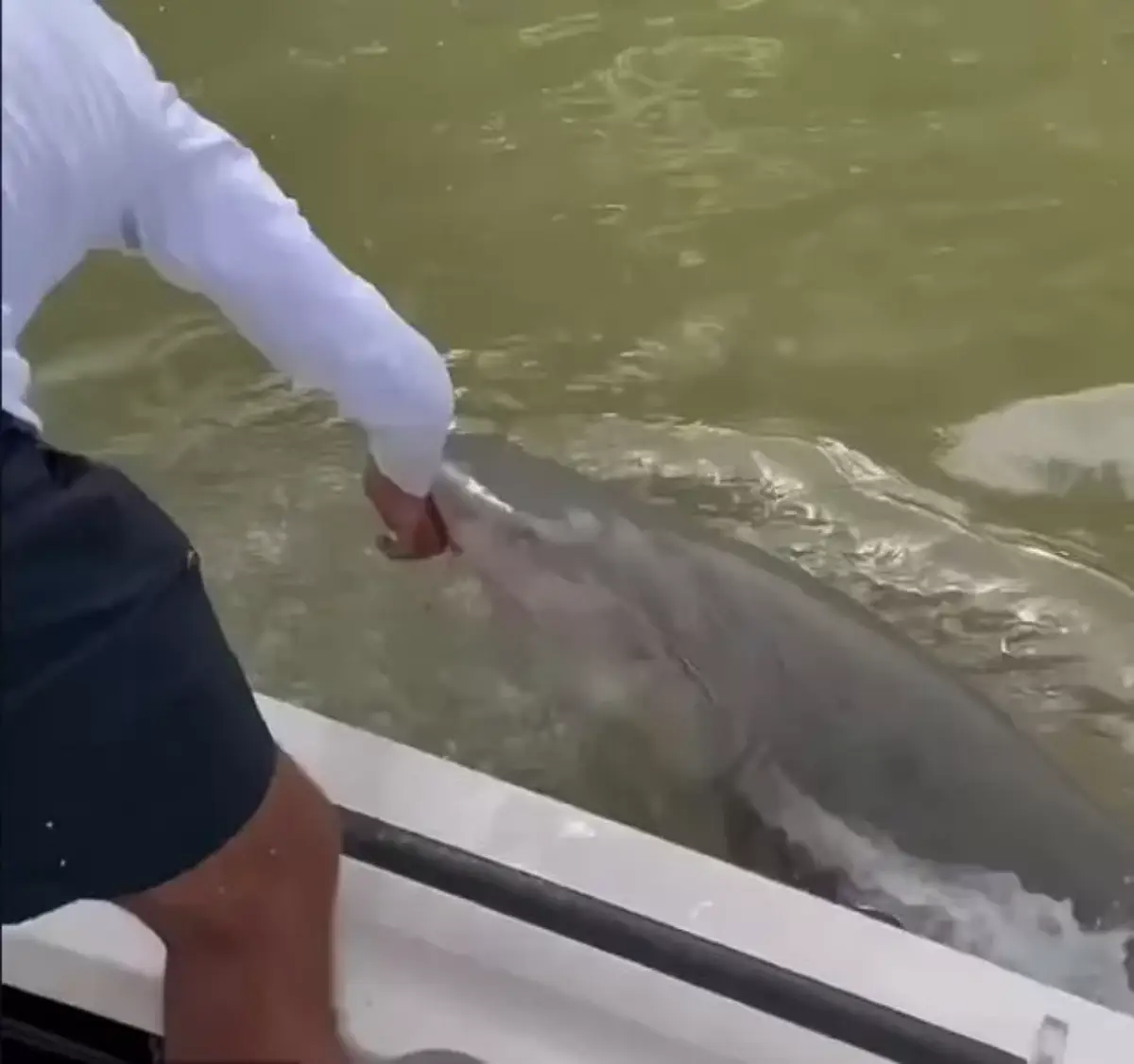 سمكة قرش تهاجم صياداً في متنزه إيفرجليدز وسحبه إلى الماء خلال تصوير فيديو. هجوم سمكة القرش على صياد