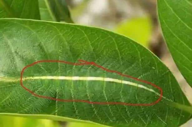 الوريد الرئيسي للورقة هو المكان الذي تختبئ فيه الحشرة المزعجة