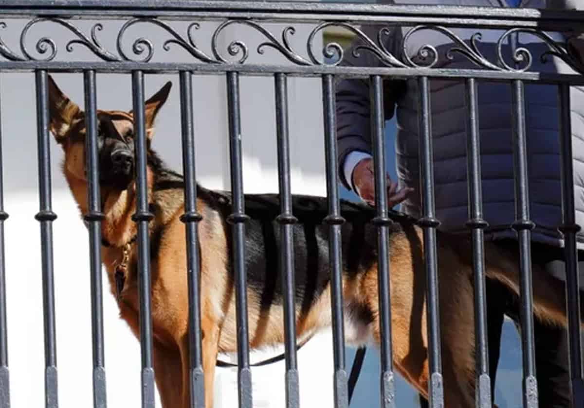 كلب بايدن الشرس