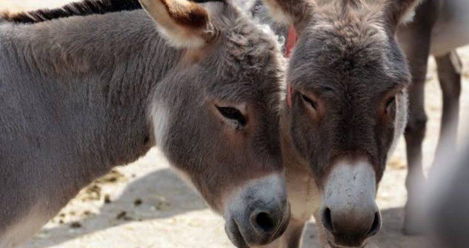 ضبط حمير مذبوحة ومسلوخة داخل مزرعة في مصر