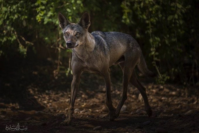 الذئب العربي