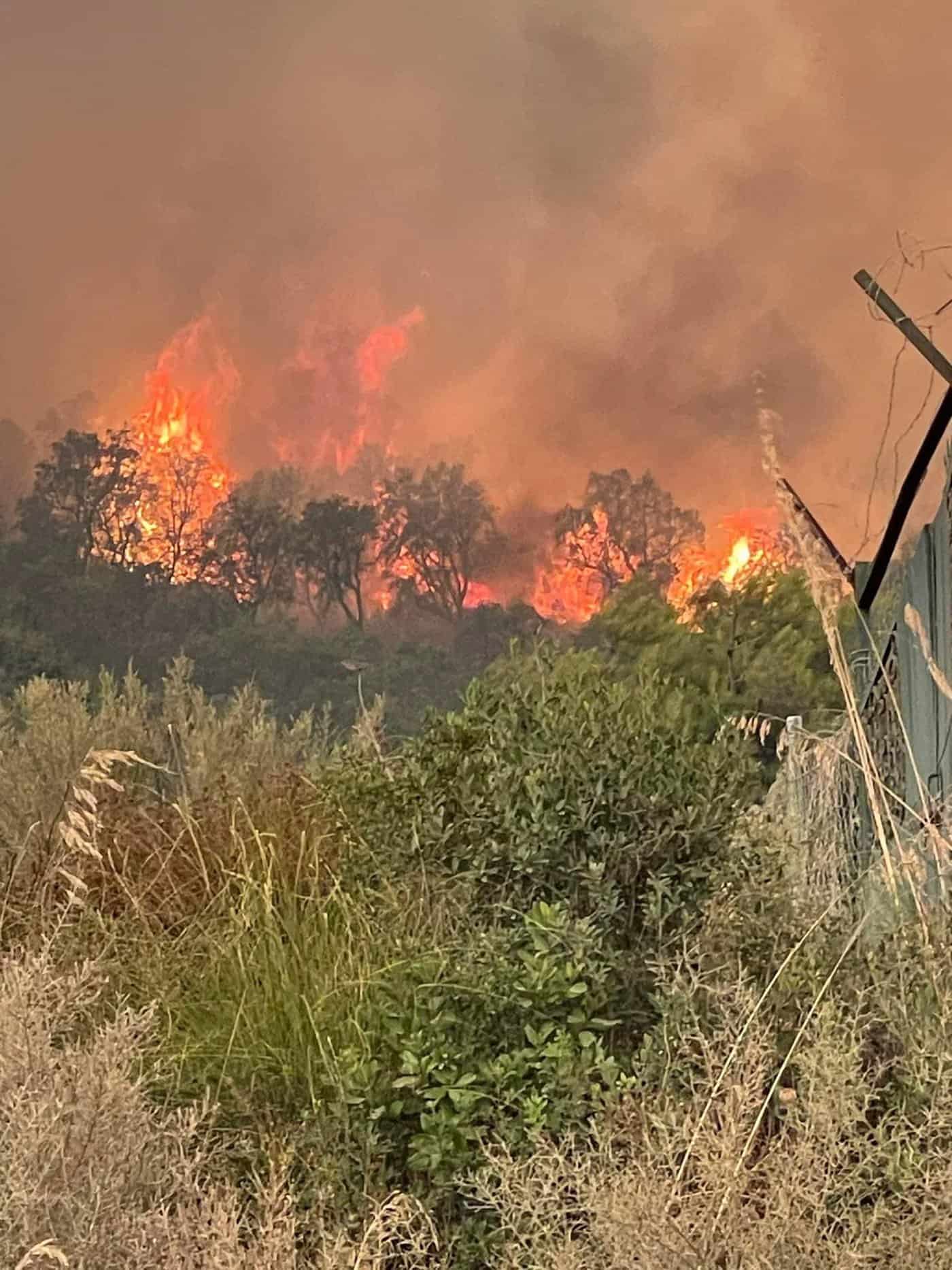 حرائق الغابات في الجزائر 