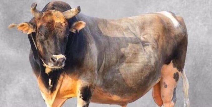 الثور العماني نار الجماهير