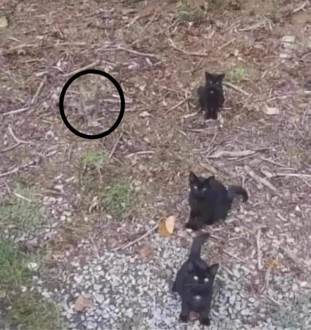 قطة رابعة مختبئة