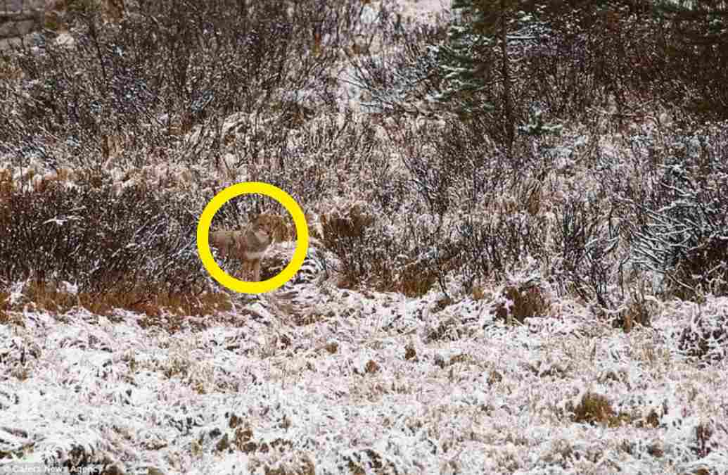 في الصورة ذئب مختبئ