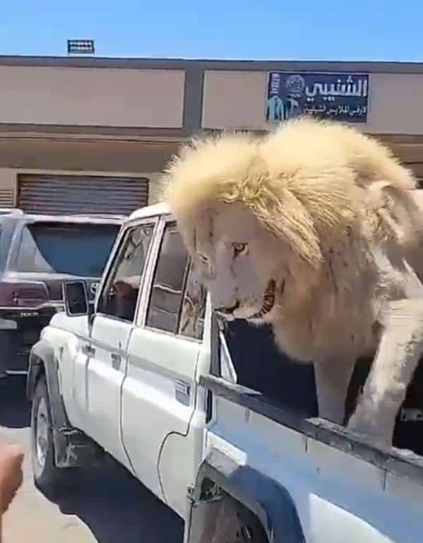 أسد في ليبيا