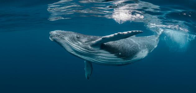 الحوت الأحدب