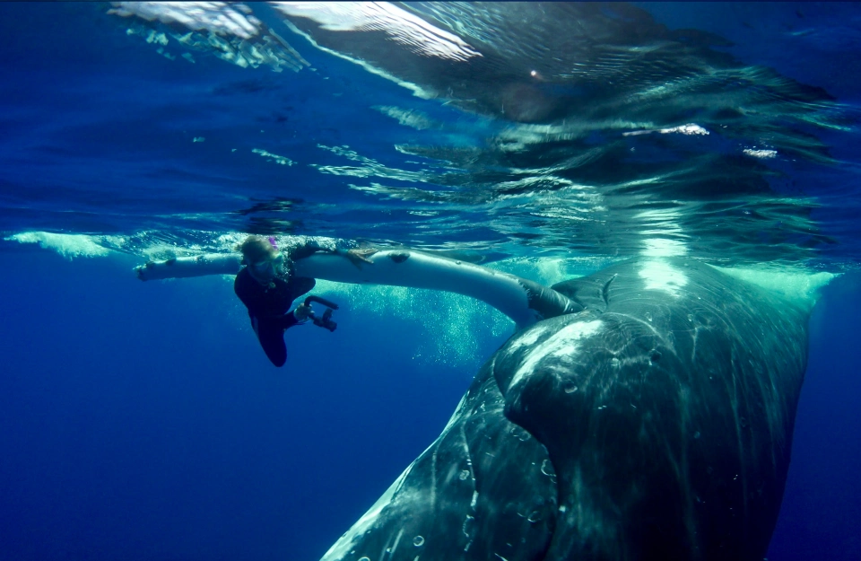 حوت ينقذ عالمة أحياء من هجوم قرش