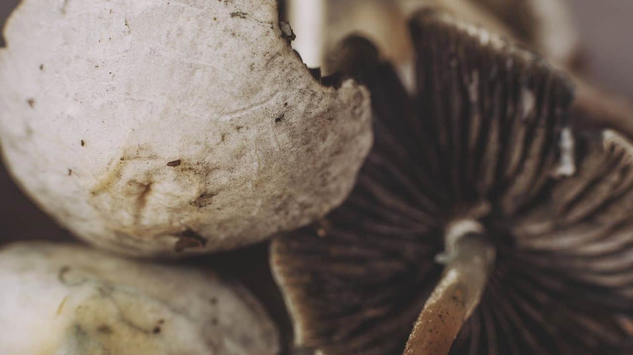 هناك حاجة إلى مزيد من البحث حول سلامة وفعالية فطر السيلوسيبين