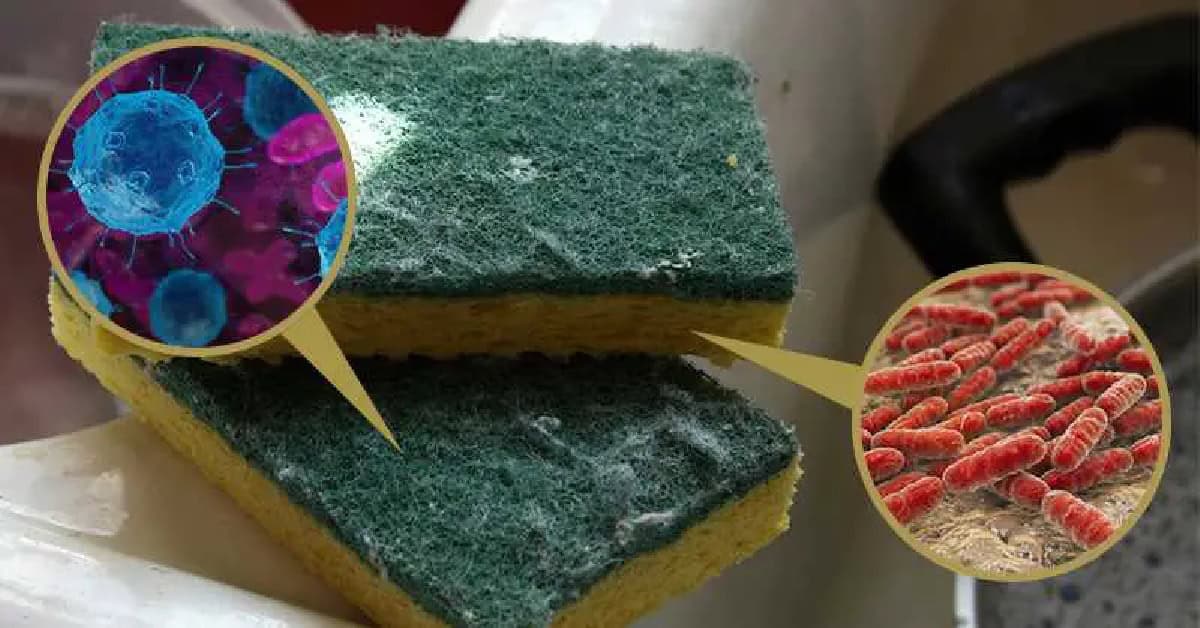 دراسة: مناشف المطبخ وإسفنج غسل المواعين أقذر من مقعد المرحاض بـ 200000 مرة مناشف المطبخ أقذر من مقعد المرحاض