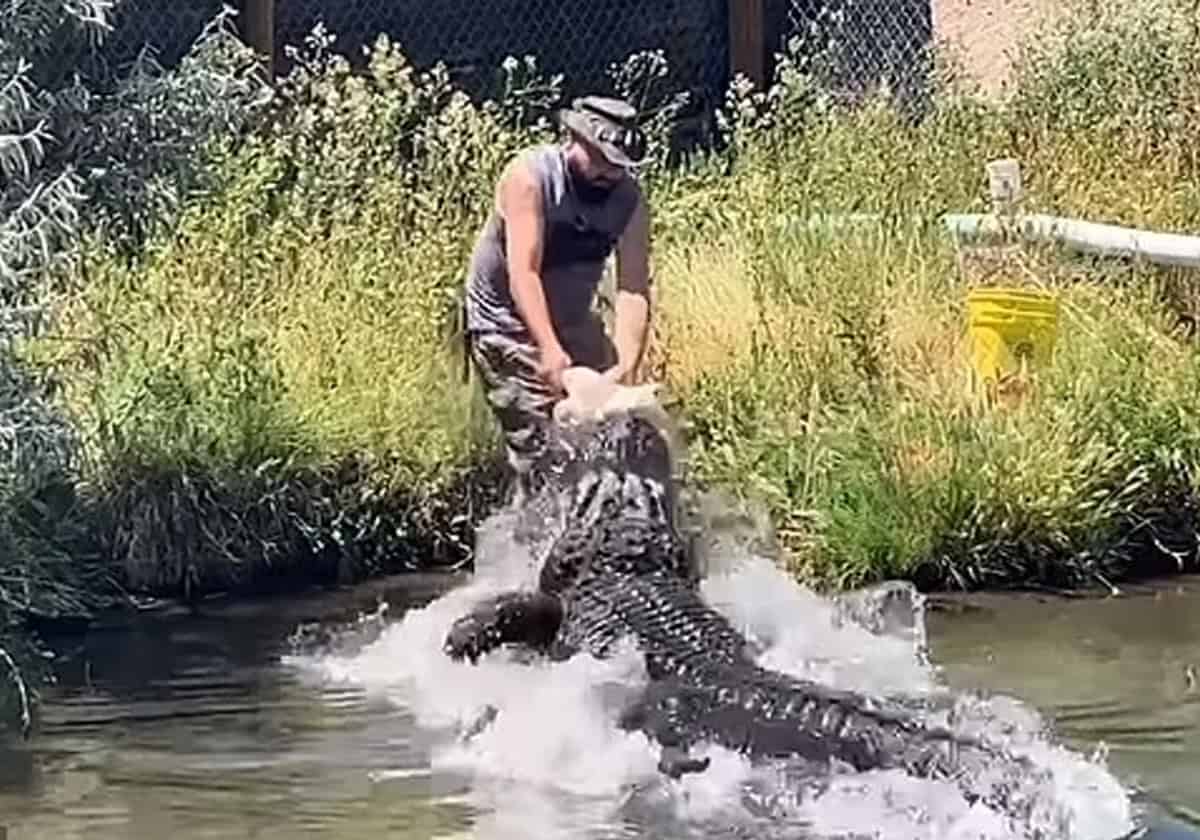هجوم تمساح على مواطن أمريكي
