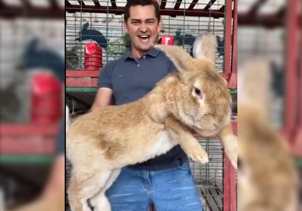 حجمه مخيف.. أكبر أرنب في العالم يحمله صاحبه بصعوبة كبيرة (فيديو) حجمه مخيف.. أكبر أرنب في العالم يحمله صاحبه بصعوبة كبيرة